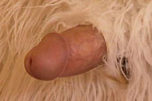 18hdxxxxjapan麻豆